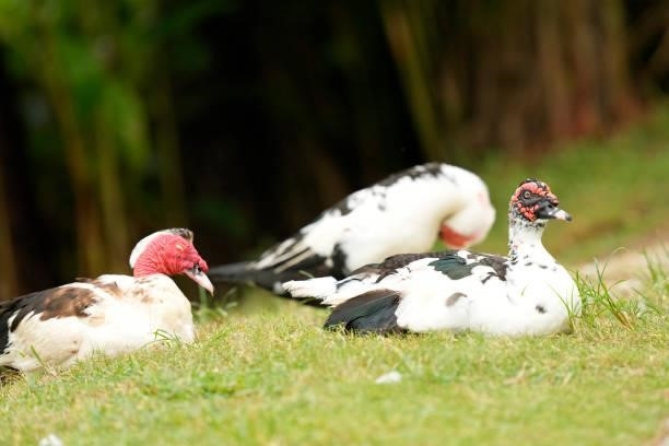 Muscovy ducks are seen on the 3rd hole during the first round of Kanehide Miyarabi Open at the Kanehide Kise Country Club on October 7, 2021 in Nago,...
