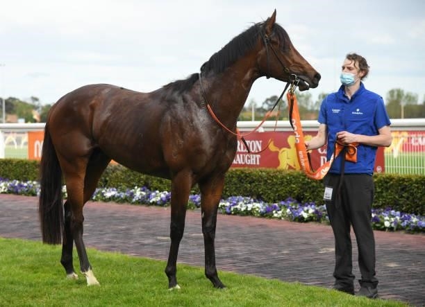 Anamoe after winning Race 8, the Neds Caulfield Guineas, winning during Melbourne Racing at Caulfield Racecourse on October 09, 2021 in Melbourne,...