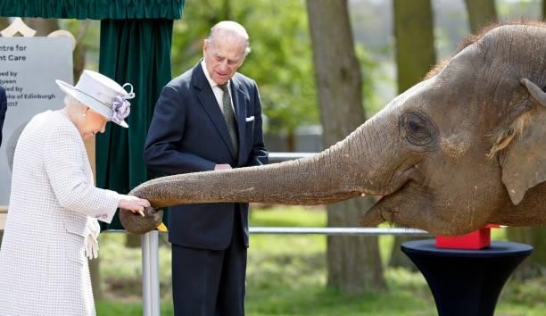 Queen Elizabeth II and Prince Philip, Duke of Edinburgh feed bananas to Donna, a 7 year old Asian Elephant, as they open the new Centre for Elephant...
